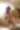 Window: Brown-Haired Woman in Lingerie holding a bear - free people & portraits wallpaper 4800×7200