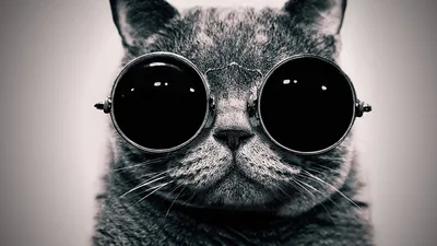 Cool Cat In Black Shades - free animals wallpaper 2560×1440
