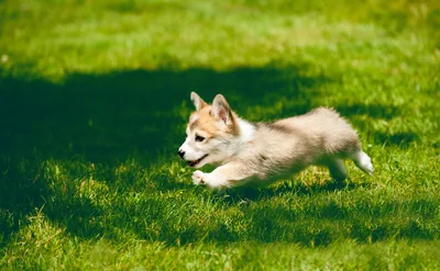 Playful Corgi Running Through Summer Grass - free animals wallpaper 3840×2373