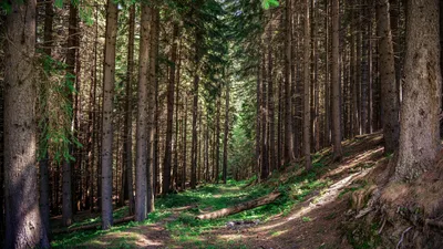 Deep Forest Path Through Ancient Evergreens - free nature wallpaper 3840×2160