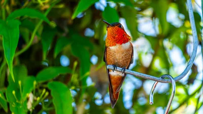 Ruby-Throated Hummingbird in Soft Garden Light - free nature wallpaper 5428×3053