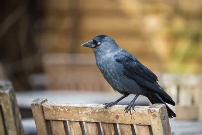 Blue-Gray Bird Perched on Wooden Fence Rail - free animals wallpaper 3000×2000