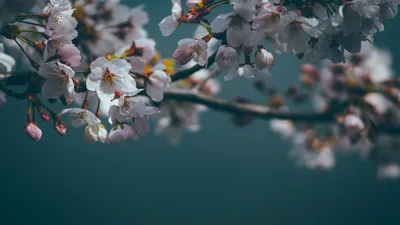 Spring's Delicate Dance: Tokyo Cherry Blossoms - free nature wallpaper 4608×2596