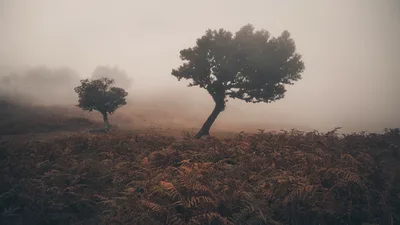Misty Madeira Solitude - free nature wallpaper 5120×2880