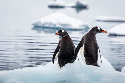 Two Penguins Standing on Icebergs in Antarctic Waters - free animals wallpaper 2000×1333