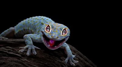 Smiling Gecko with Open Mouth on Dark Branch - free animals wallpaper 2400×1333