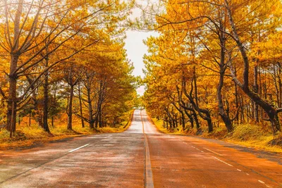Autumn Road Through Golden Tree Canopy - free landscapes wallpaper 3840×2560