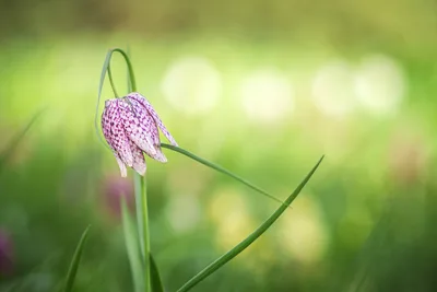 Delicate Pink Checkered Flower Bending on Green Stem - free nature wallpaper 3000×2000