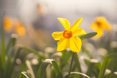 Bright Yellow Daffodil in Spring Garden Bloom - free wallpaper 3000×2000