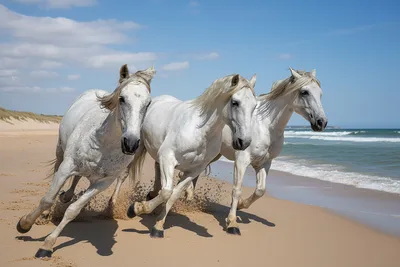 Three White Horses Running on Sandy Beach - free animals wallpaper 5200×3467