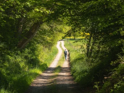 Solitary Hiker on Tree-Lined Country Path - free landscapes wallpaper 4545×3409