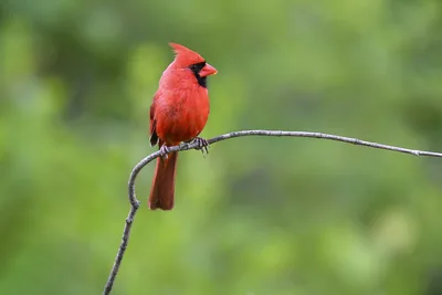 Red Cardinal Perched on Curved Branch - free animals wallpaper 4096×2731