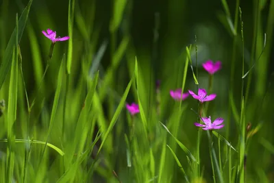 Magenta Flowers Blooming Among Green Grass Blades - free landscapes wallpaper 6144×4096