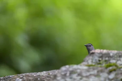Small Gray Bird Perched on Lichen-Covered Rock - free people & portraits wallpaper 6144×4096