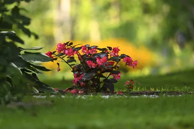 Vibrant Pink Flowers in Sunlit Garden Setting - free landscapes wallpaper 6144×4096