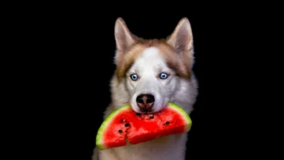 Husky Dog Holding Watermelon Slice Against Black - free animals wallpaper 1925×1083