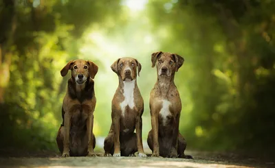 Three Brown Dogs Sitting Together on a Path - free animals wallpaper 2048×1253