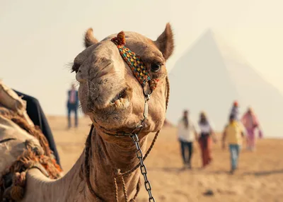 Decorated Camel in Desert with Tourists - free animals wallpaper 6144×4389