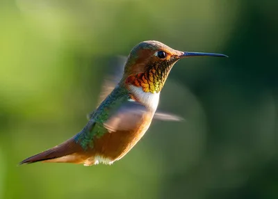 Vibrant Hummingbird in Flight Against Green Background - free wallpaper 1600×1143