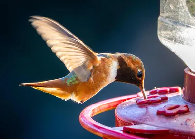 Hummingbird Feeding at Red Nectar Feeder - free animals wallpaper 1880×1343