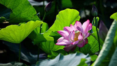 lotus,flower,water lily,lotus pond,leaves,petals,bud,nature,plants,photography - free nature wallpaper 3840×2160