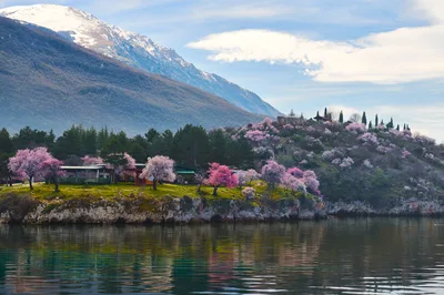 Alpine Blossoms by the Lake - free landscapes wallpaper 8249×5479