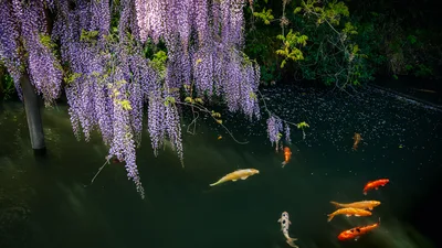 Wisteria Dreams Over Koi Pond - free nature wallpaper 3840×2160