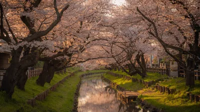 Cherry Blossoms Over the Peaceful River - free landscapes wallpaper 3840×2160