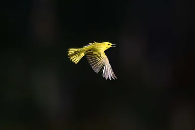 Yellow Canary in Flight Against Dark Background - free animals wallpaper 2973×1982