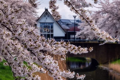 Spring Blossoms Frame Traditional House by Water - free city & urban wallpaper 5577×3716
