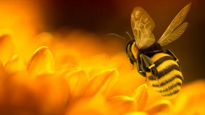 Bee Landing on Yellow Flowers in Golden Light - free animals wallpaper 3840×2160