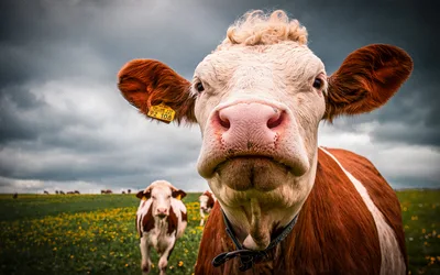 Close up of curious cow in green pasture - free animals wallpaper 5245×3279