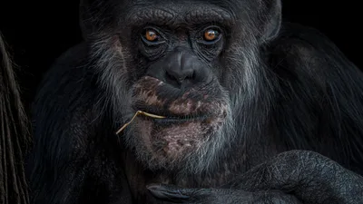 Chimpanzee Portrait with Contemplative Expression - free animals wallpaper 5701×3207