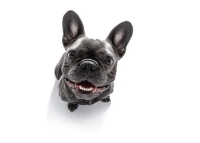 Happy French Bulldog Looking Up on White Background - free animals wallpaper 6606×4719