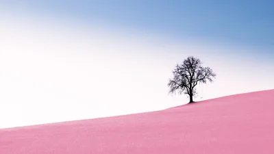 Solitary Tree on Pink Desert Horizon - free nature wallpaper 10368×5832