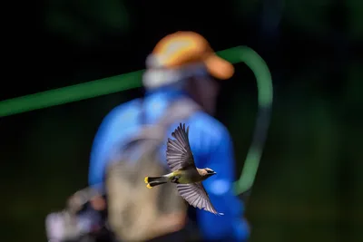 Small Bird in Flight with Blurred Figure Behind - free animals wallpaper 5678×3785