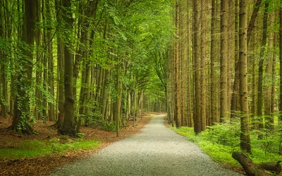 Tree-Lined Forest Path Through Verdant Woods - free landscapes wallpaper 6011×3757