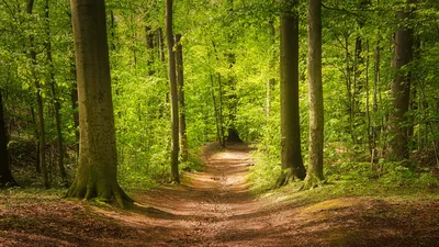 Forest Path Through Beech Trees - free nature wallpaper 5659×3183