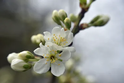 HD,High Definition,wallpaper,4k,Photography - free nature wallpaper 6016×4016