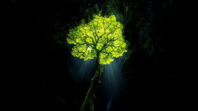 Luminous Jungle Canopy: Dark Wilderness Revealed - free nature wallpaper 3840×2160