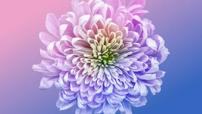 Chrysanthemum Vibrant - free nature wallpaper 7680×4320