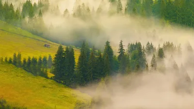 Misty Forest Awakening Over Green Hills - free nature wallpaper 5120×2880