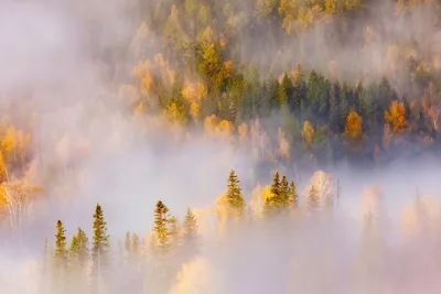 Misty Autumn Forest in Golden Mist - free nature wallpaper 5120×3413