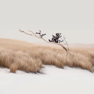 Solitary Grace: Winter's Whispered Landscape - free nature wallpaper 3840×3840