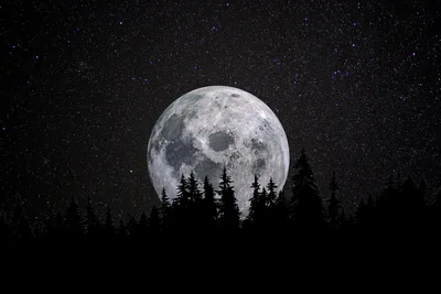 Moonrise Over The Enchanted Forest - free nature wallpaper 7952×5304