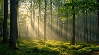 Emerald Forest Awakens in Golden Sunlight - free nature wallpaper 5120×2880