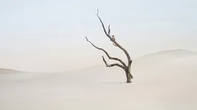 Solitary Branch: Desert Minimalism - free wallpaper 3840×2160