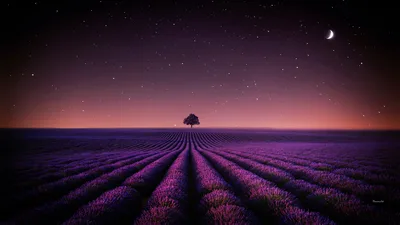 Starlit Lavender Fields Under Crescent Moon - free nature wallpaper 5120×2880