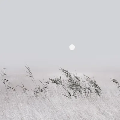 Moonlit Meadow in Grey Stillness - free nature wallpaper 3840×3840