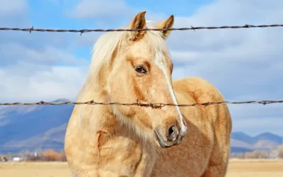 Golden Horse Portrait Beyond the Fence - free animals wallpaper 3840×2400